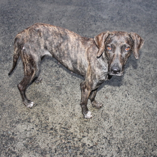 プロットハウンドの女の子