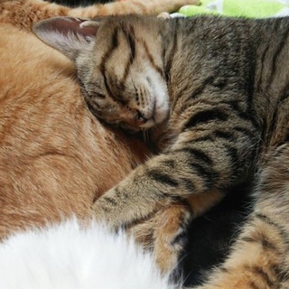 ハンデあり。元気な仔猫はるちゃん