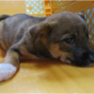 緊急募集です！！どうぞどうぞ宜しくお願いします！3