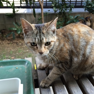 茶トラのキキちゃん♀
