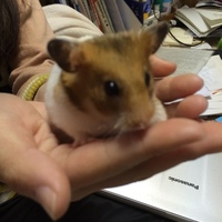 まろん