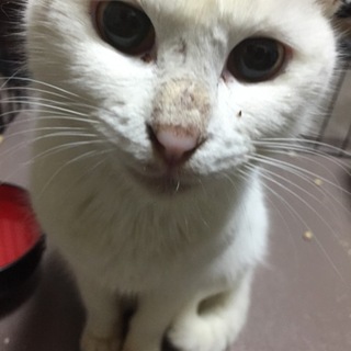 人慣れしたメス猫です。