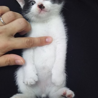 白黒ハチワレくん♡生後約１ヶ月半