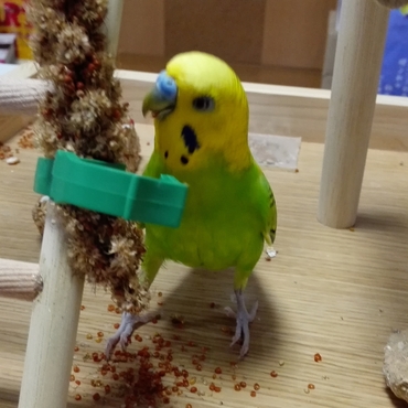 粟穂大好きです。