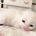 保護した子猫達です。真っ白ふわふわの里親さん募集！