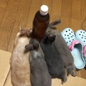 うさちゃん