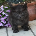 可愛い子猫です❗️