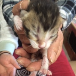 「初めて見る寝顔」サムネイル3