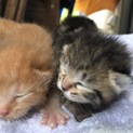 5月5日産まれ 雑種 子猫5匹 