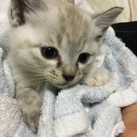 ころん