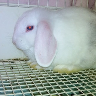 生後２ヶ月のロップイヤーの仔です