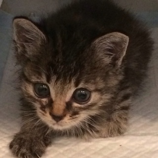 キジトラちゃん