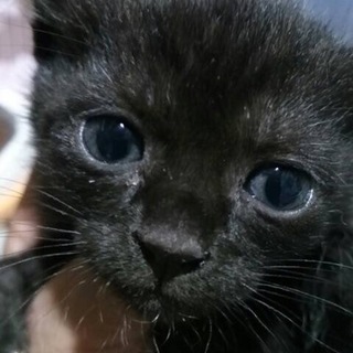 黒猫女の子☆しっぽまっすぐ