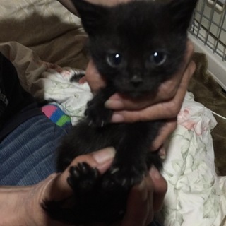 黒猫女の子☆カギしっぽ