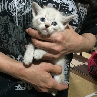 シャム風男の子☆