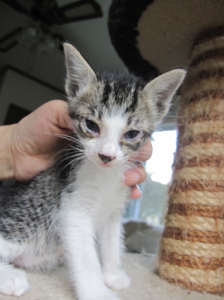 かわいいきじ白 みかんち」岡山県 - 猫の里親募集(108340 