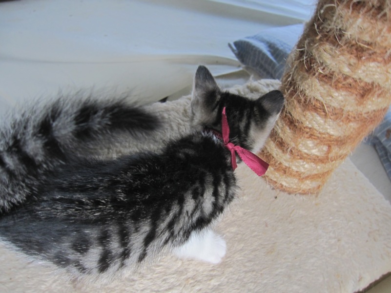 かわいいきじ白 みかんち」岡山県 - 猫の里親募集(108340 