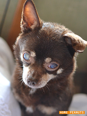 大分 穏やかなチワワのお 大分県 犬の里親募集 1048 ペットのおうち 月間利用者150万人