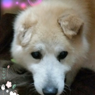 高齢ですが、まだまだご飯もりもり食べます(代理投稿