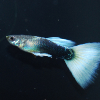 国産グッピー☆スカイブルータキシード