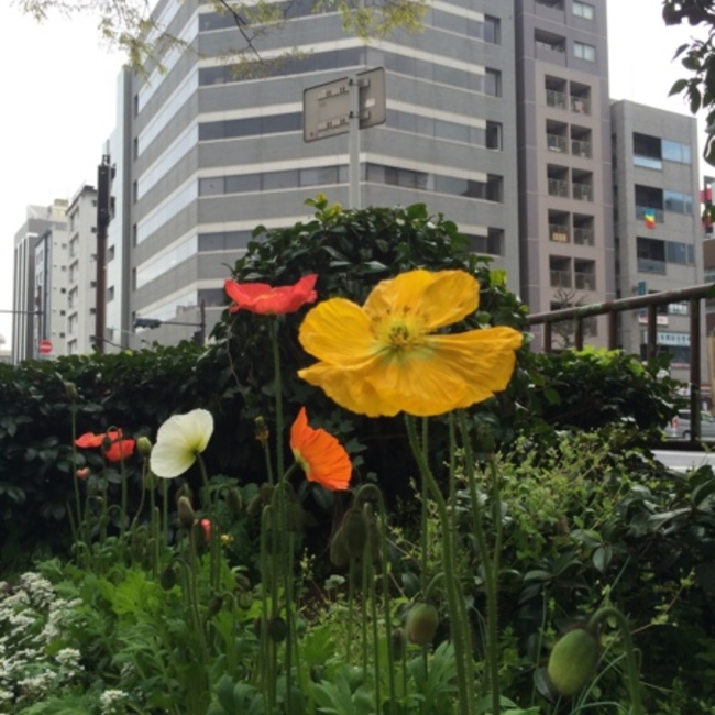 ogoogo1のカバー写真