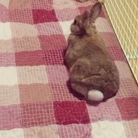 ルナ