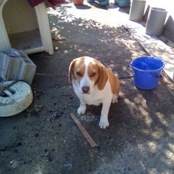 急募　遊び相手になってあげてください