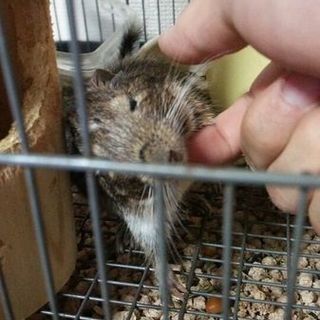 デグーパイド 里親募集!!