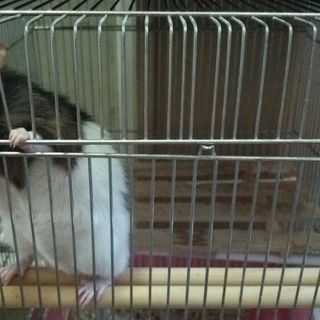 ファンシーラット おとなしい性格 里親募集!!