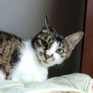 ちぃちゃん　穏やかな子です