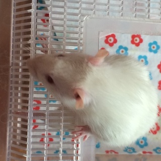 元気いっぱいファンシーラット 