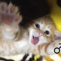 ４月9日生まれの元気な4つ子