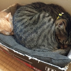 無理無理ダブルベッド（笑）