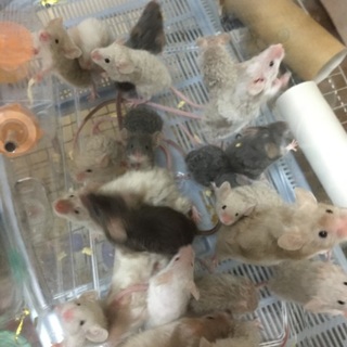 ファンシーマウス 里親募集