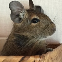 デグーのサンタ