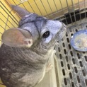 チンチラの里親募集！