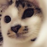 あんかけななちゃん