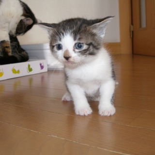 可愛いとらの子猫です！