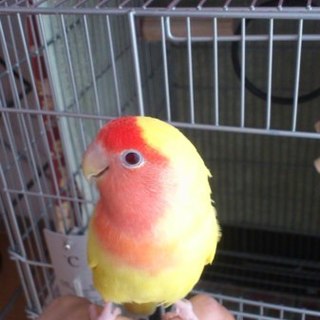 無事、心優しい方に引き取ってもらいました！