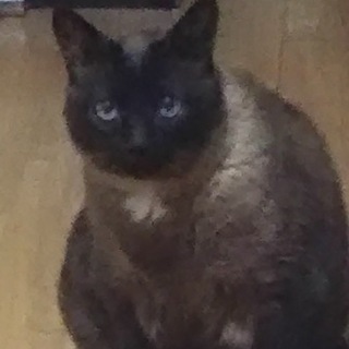 おとなしくて人懐こいシャムネコです