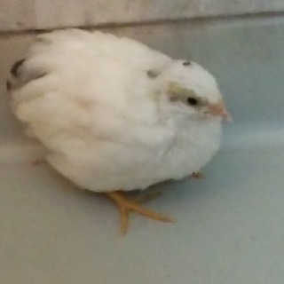 姫うずらホワイト。♂♀2の３羽