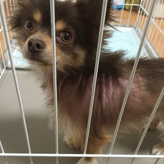 チワワ☆チョコ