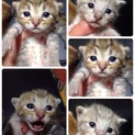 仔猫達