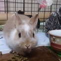 ミニウサギの里親募集