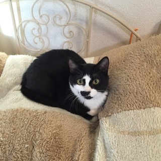 お転婆クロシロお姉ちゃん♪ 