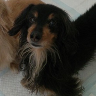 大人しいダックス（ブラックタン）2.7キロ