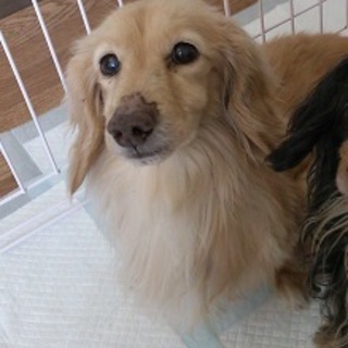 ダックス（クリーム）3.6キロ