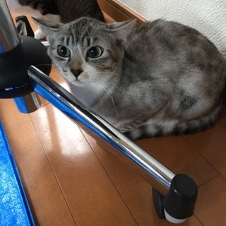 グレー縞柄の優しいお兄ちゃん♪