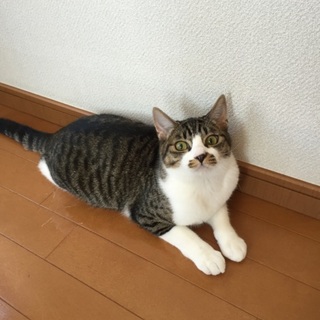 キジシロ柄の穏やかな弟くん♪ 