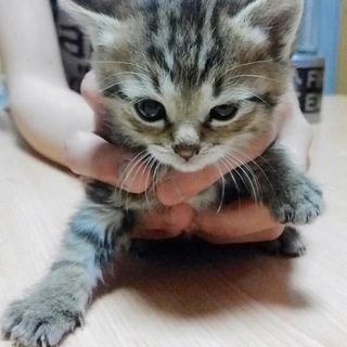 大切な家族を探しています